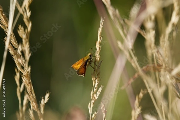 Obraz butterfly on the grass