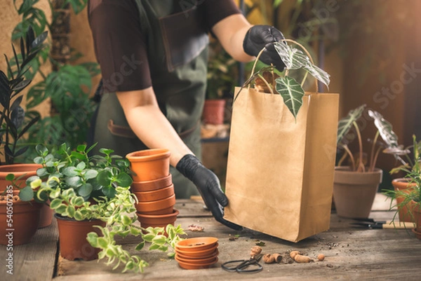 Fototapeta Selling house plants at the plant store or nursery