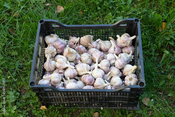 Obraz Garlic bulbs in the plastic crate