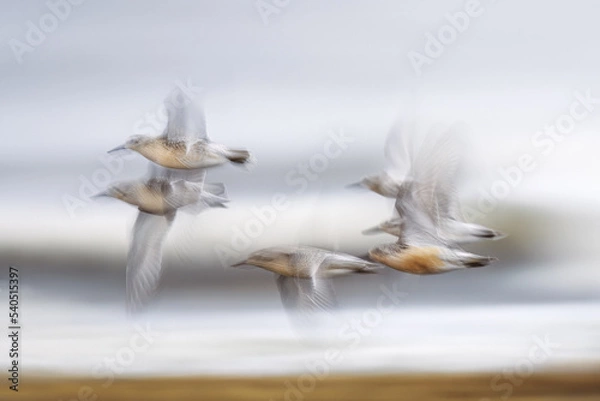 Fototapeta Red knots flying by, photographed with a slow shutter speed