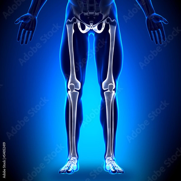 Fototapeta Legs - Anatomy Bones