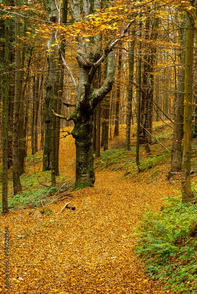 Obraz path in forest