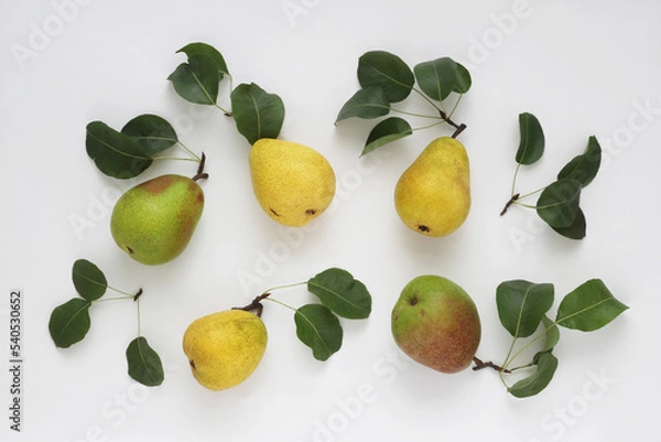Obraz Group of fresh yellow red green pear fruit with leaves on white background. Flat lay composition. Top view.