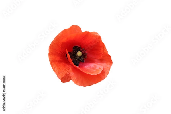 Obraz Poppy Czerwony Kwiat