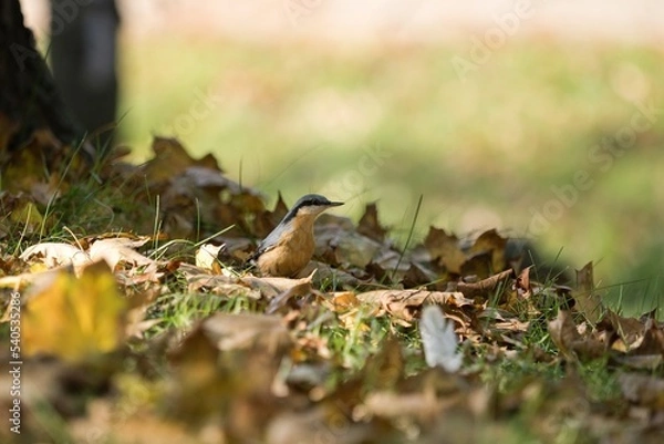 Obraz Eurasian nuthatch