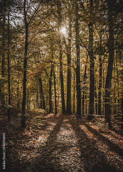 Fototapeta Widok przez drzewa na słońce jesienne