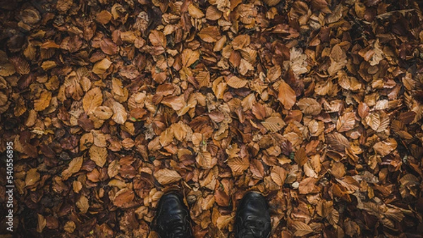 Obraz Jesień u mych stóp