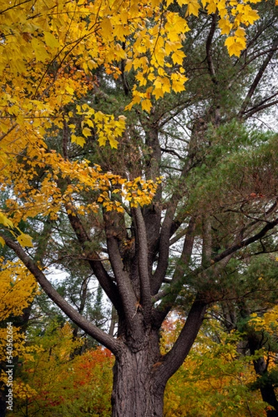Fototapeta A large evergreen tree with exposed branches mixes in the forest with yellow, red and green leaves surrounding it. Algonquin Provincial Park, Ontario, Canada.