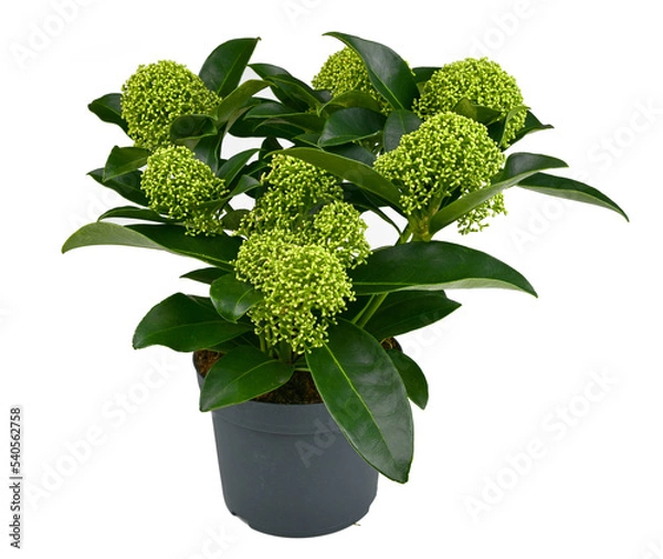 Obraz Japanische Fruchtskimmie