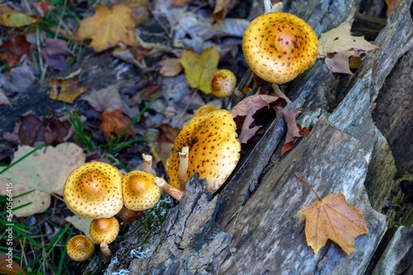 Fototapeta Mushrooms on an old log with fallen leaves surrounding them. Algonquin Provincial Park, Ontario, Canada.