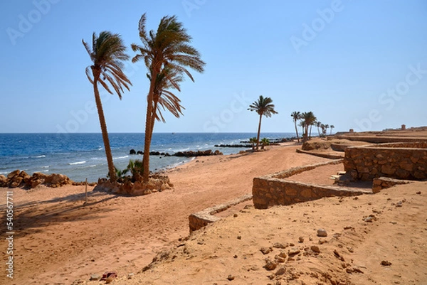 Obraz palm trees on the beach