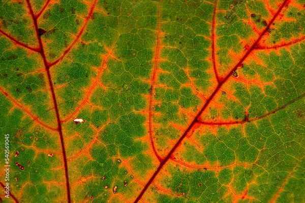 Fototapeta Green maple leaf with details. Autumn leaves in close-up. Natural background.