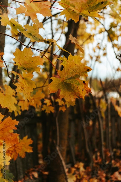 Fototapeta autumn leaves