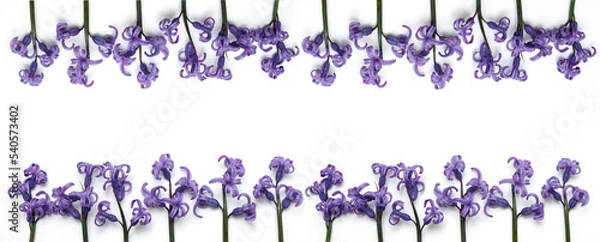 Fototapeta Frame purple hyacinths out of focus with noise and grain, film effect banner on white background with empty space for text, copy space, flat lay, concept of the greeting card, label design, marketing