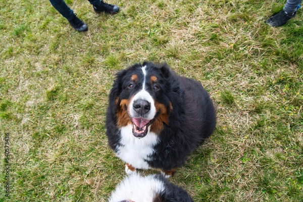 Obraz カメラ目線の犬