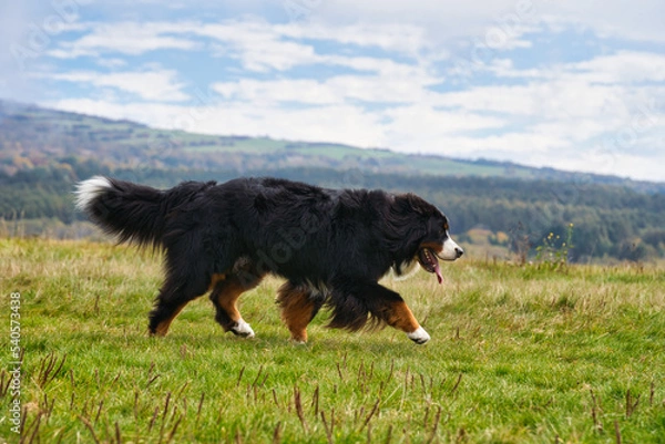 Obraz 草原で遊ぶバーニーズマウンテンドッグ