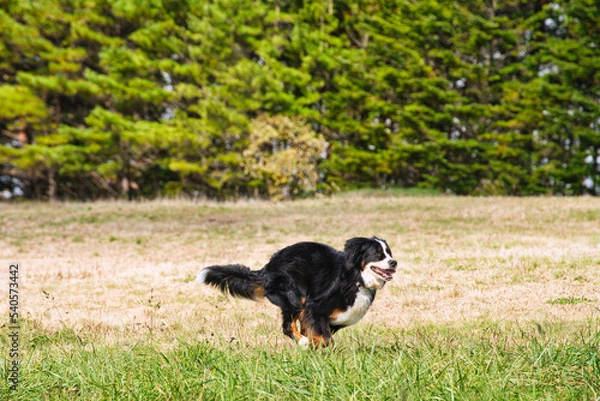 Obraz 草原で走るバーニーズマウンテンドッグ