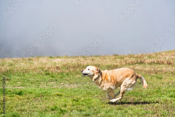 Obraz 草原で遊ぶレトリバー