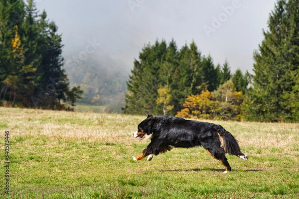 Obraz 草原を走るバーニーズマウンテンドッグ