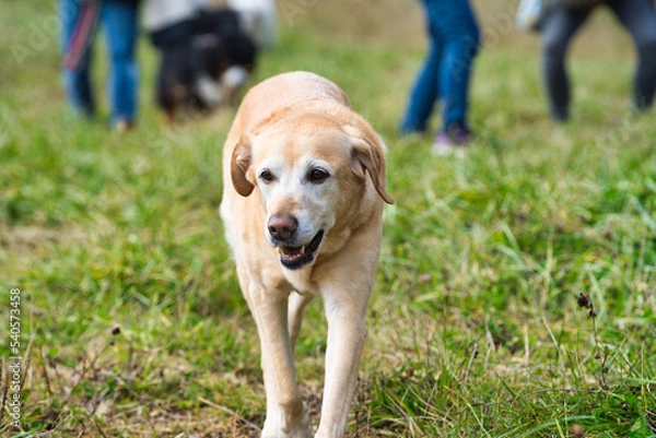 Obraz 散歩するレトリバー