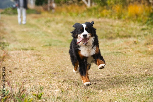 Obraz 草原を走るバーニーズマウンテンドッグ