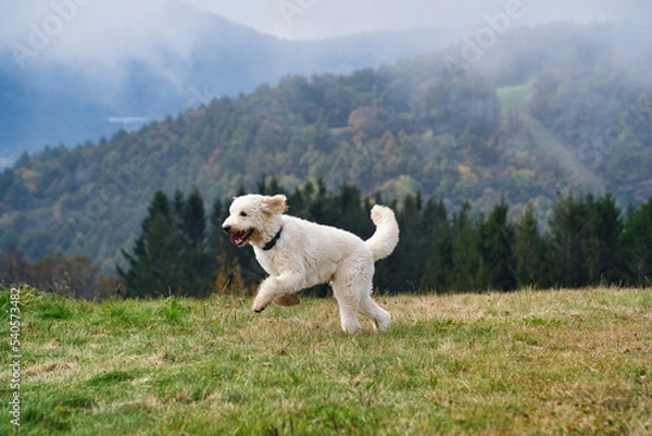 Obraz 草原を走るゴールデンドゥードル