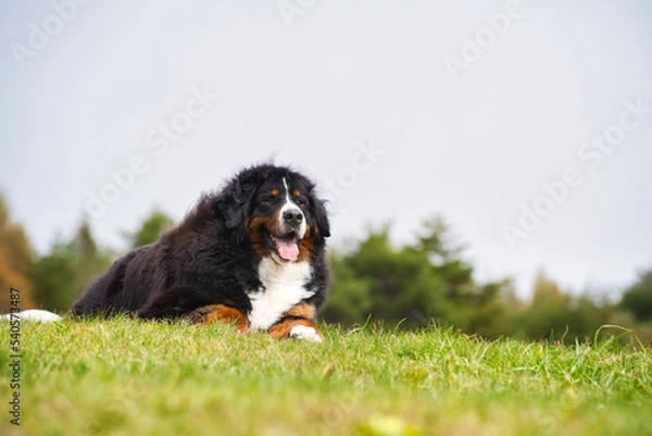 Obraz 草原に座るバーニーズマウンテンドッグ