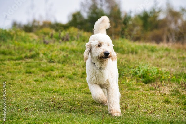 Obraz 草原を走るゴールデンドゥードル