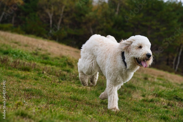 Obraz 草原を走るゴールデンドゥードル