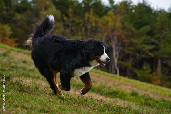 Obraz 草原で遊ぶバーニーズマウンテンドッグ