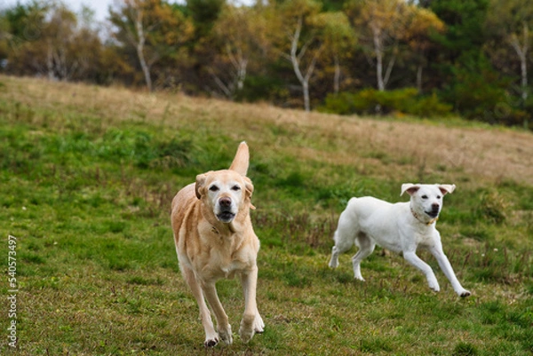 Obraz 草原を走る２匹の犬
