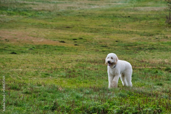 Obraz 草原に立つゴールデンドゥードル