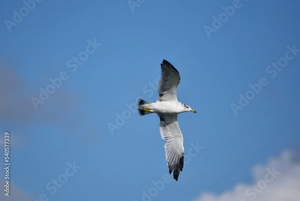 Fototapeta 秋の青空を飛ぶカモメ