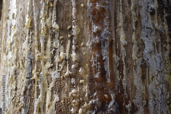Obraz Tree bark texture with resin