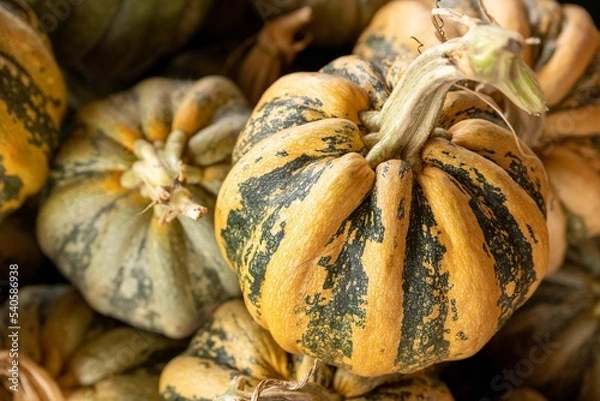 Obraz pumpkins and gords