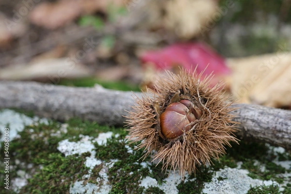 Obraz 栗、秋、山、紅葉