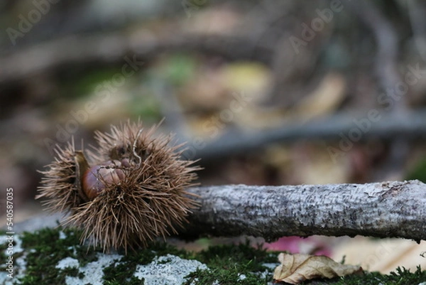 Obraz 栗、秋、山、