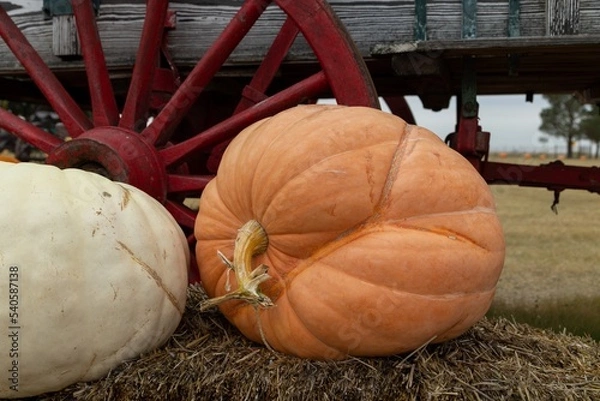 Obraz pumpkins near a wagon wheel