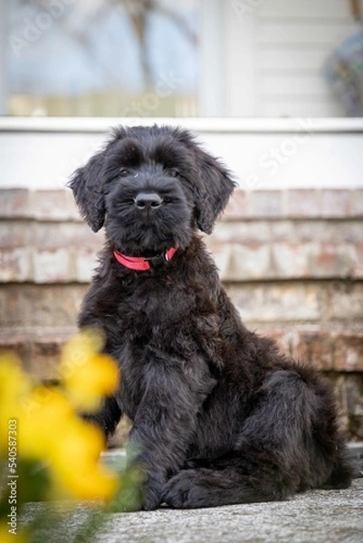 Obraz Giant Schnauzer puppy 