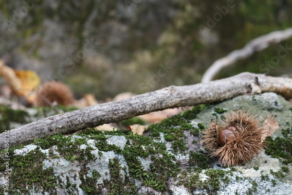 Obraz 栗、秋、山