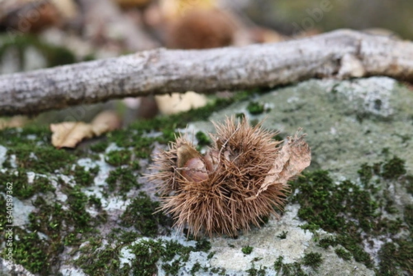 Obraz 栗、秋、山