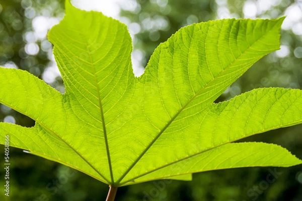 Fototapeta Underside glowing leaf