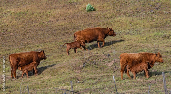 Fototapeta 3 nice pairs of Red Angus cows and calves in the hills near The Dalles, Oregon 