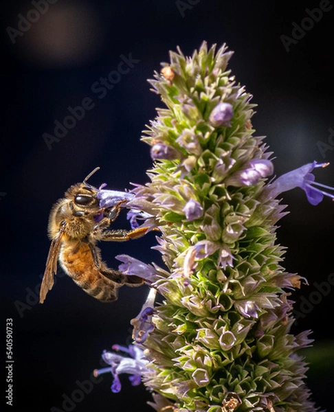 Fototapeta Honeybee taking the last bit of summer's nectar.  