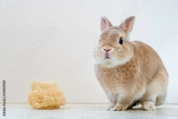 Obraz ネザーランドドワーフ