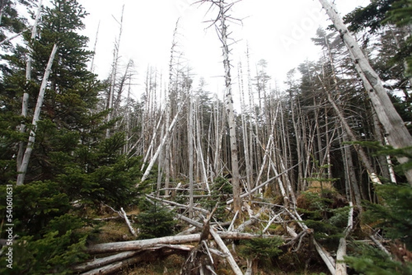 Obraz 蓼科山の登山道