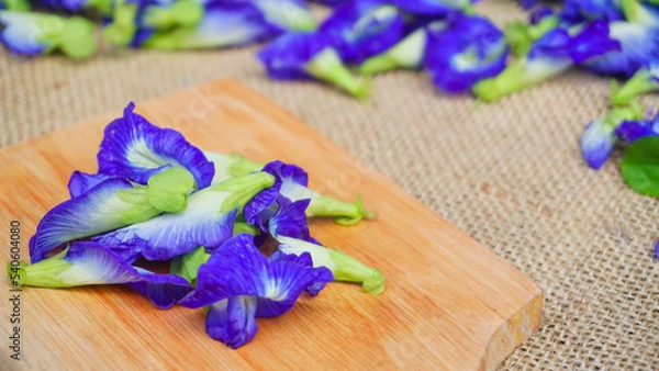 Fototapeta Selected focus Pile of butterfly pea flowers (Clitoria ternatea) on wodden board and burlap,  Telang flower for herbal tea raw materials - Photo product concept on photo studio with blur background