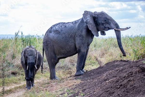 Obraz Deux éléphants de profile, mikumi park, tanzanie