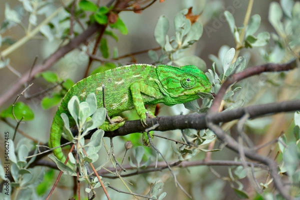 Fototapeta chameleon on a branch