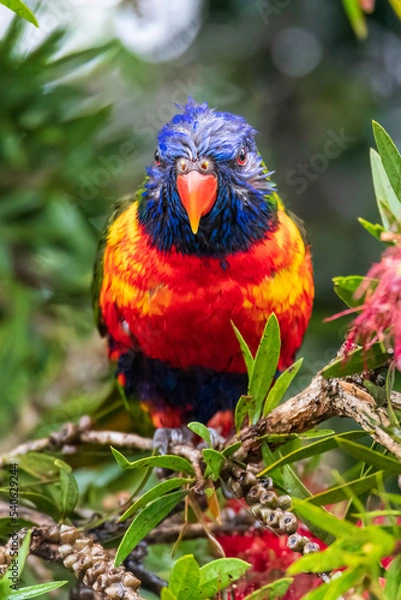 Fototapeta Rainbow Lorikeet in the bottlebrush tree on a rainy day
